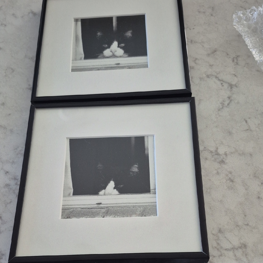 Black and White Cat Photo Frame Set Photographs. 8x8 Purchased At An Art Fair